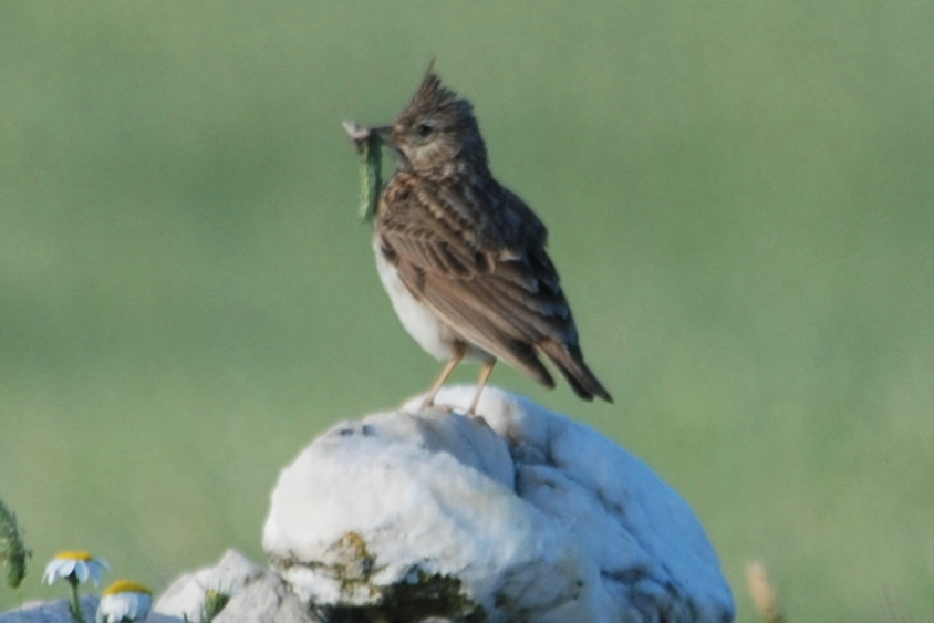 Click picture to see more Crested Larks.