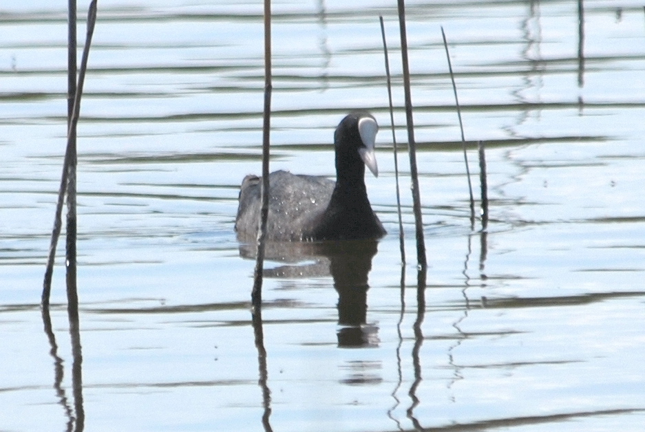 Click picture to see more Eurasian Coots.
