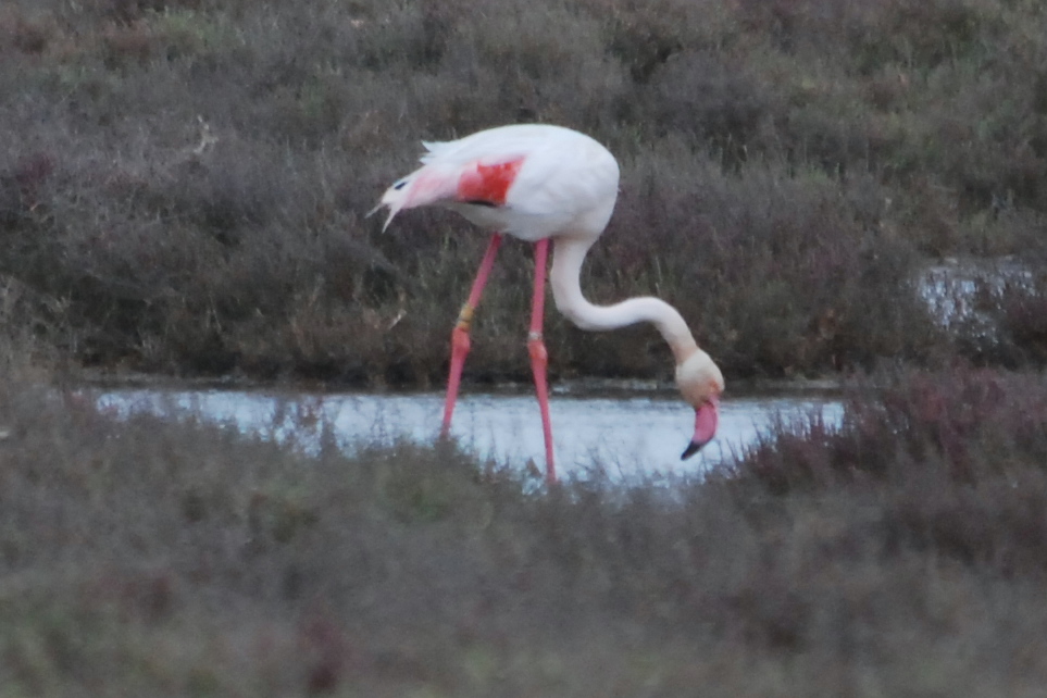 Click picture to see more Greater Flamingos.