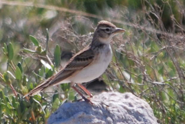 Click picture to see more Greater Short-toed Larks.