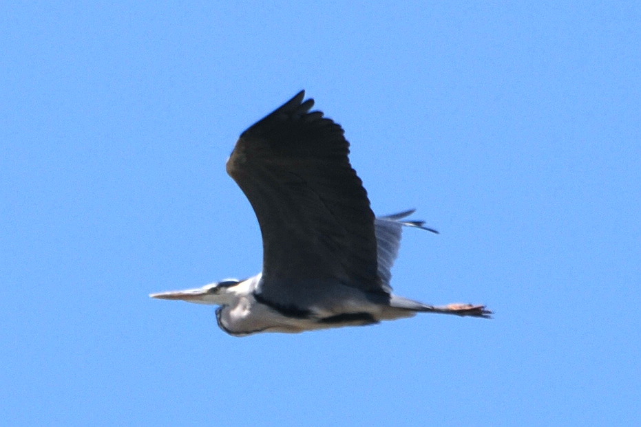 Click picture to see more Grey Herons.