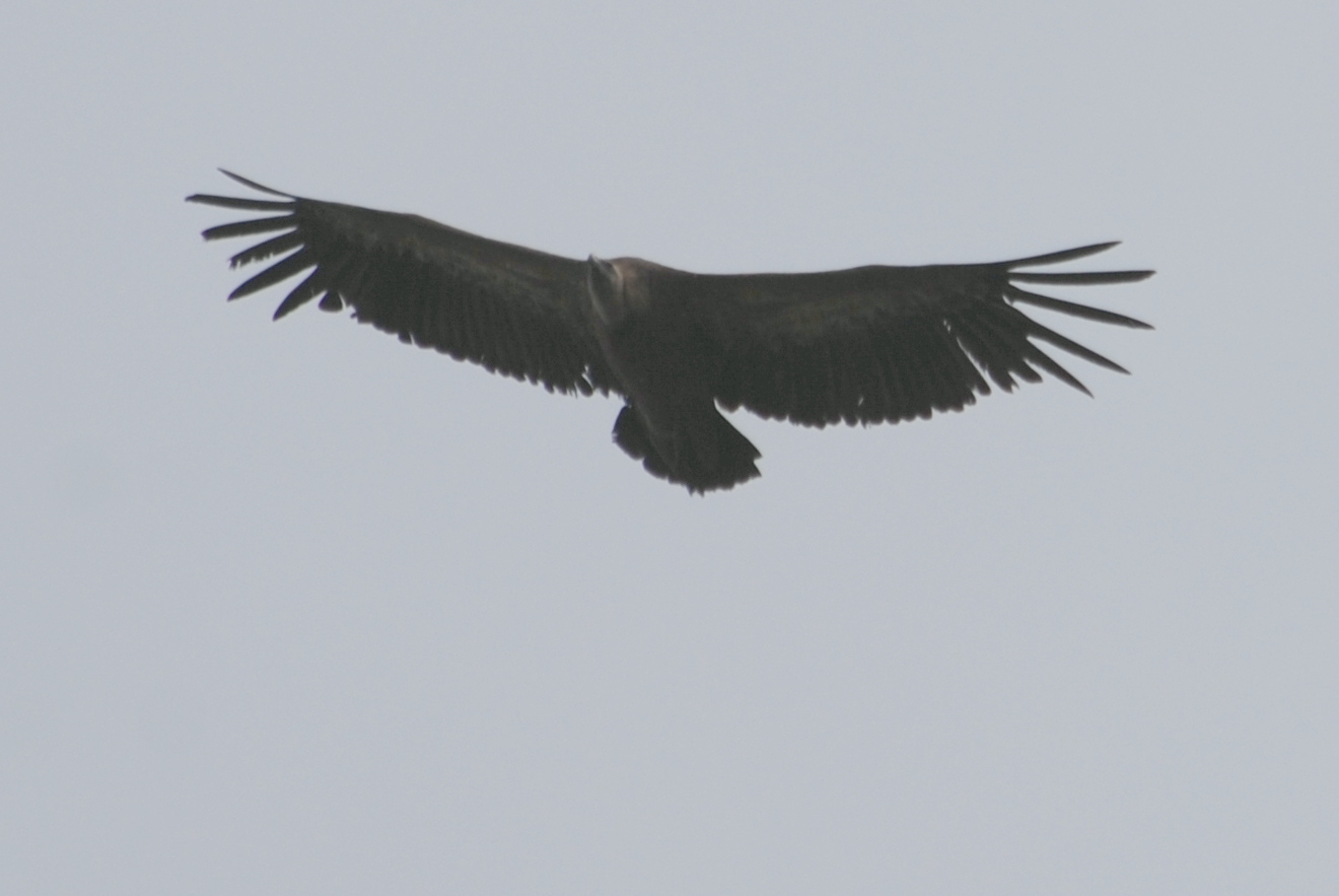 Click picture to see more Griffon Vultures.