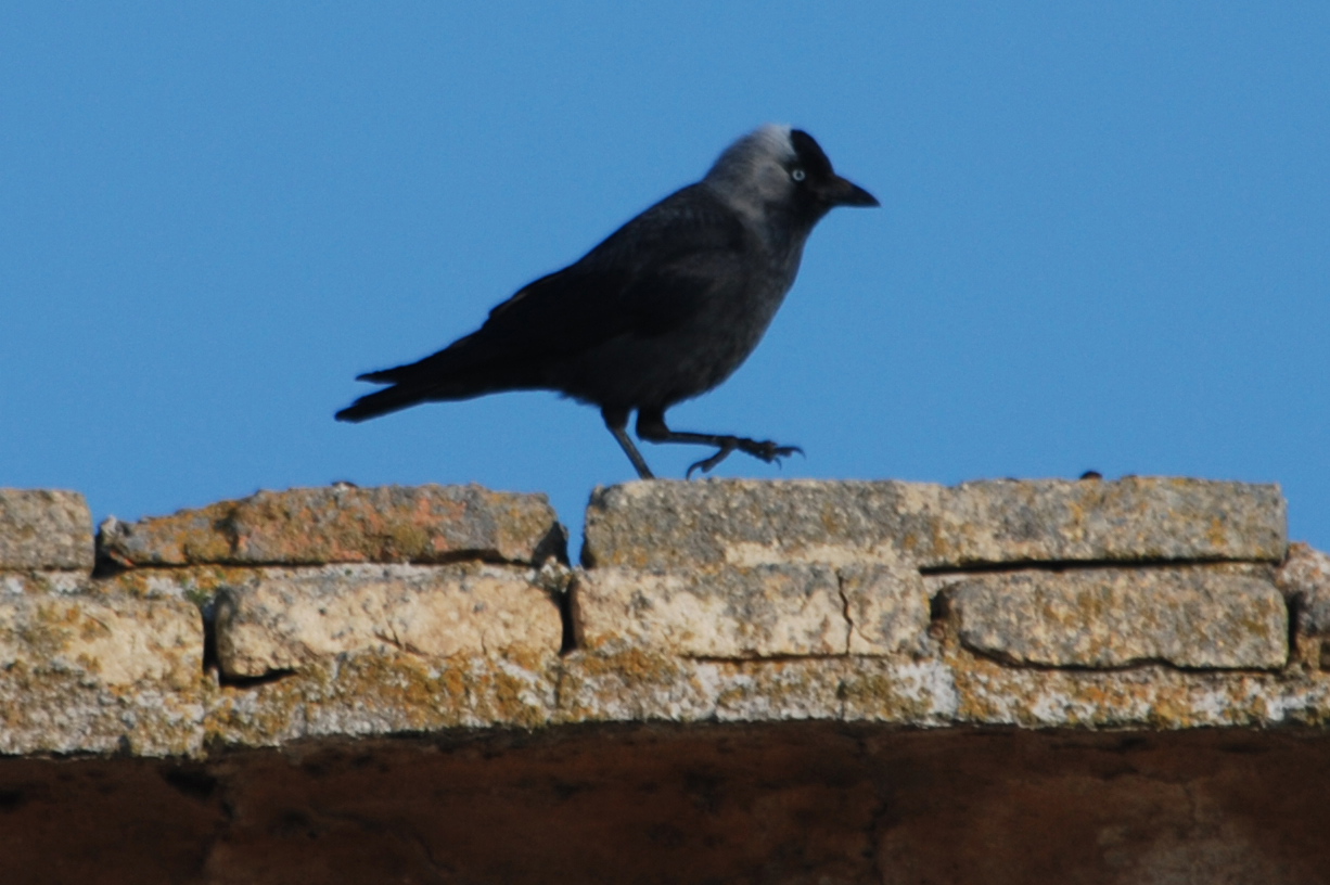 Click picture to see more Jackdaws.