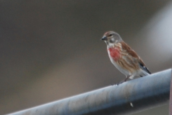 Click picture to see more Linnets.
