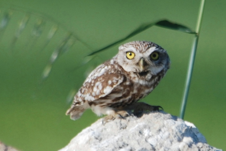 Click picture to see more Little Owls.