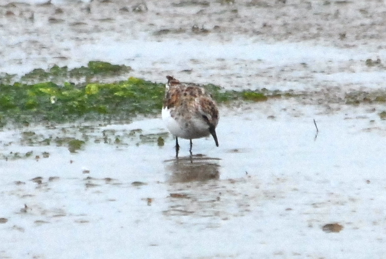 Click picture to see more Little Stints.