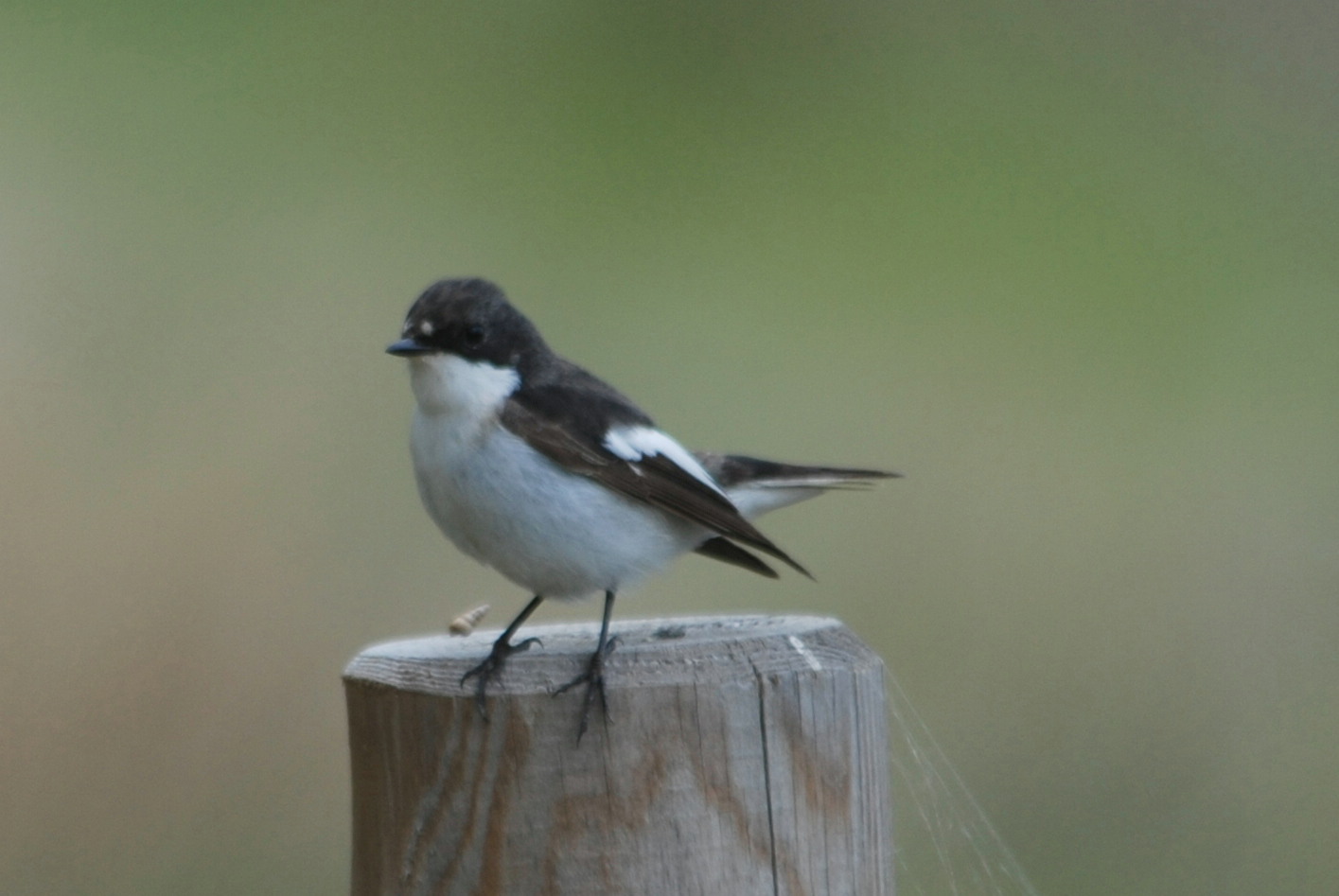 Click picture to see more PiedFlycatchers.