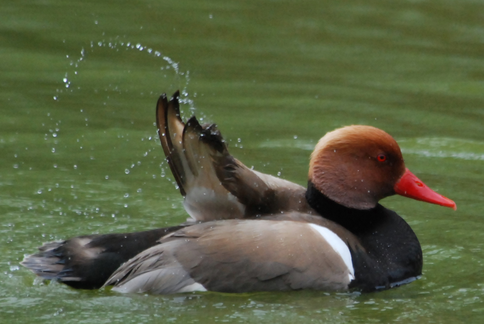 Click picture to see more Red-crested Pochards.