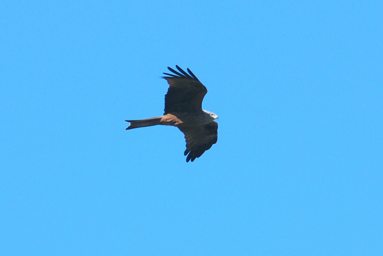 Click picture to see more Red Kites.