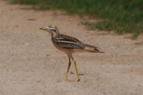 Click picture to see more Stone-curlews.