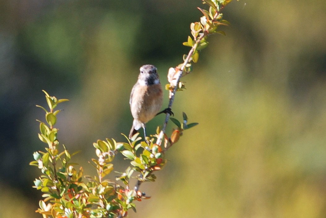 Click picture to see more Stonechats.