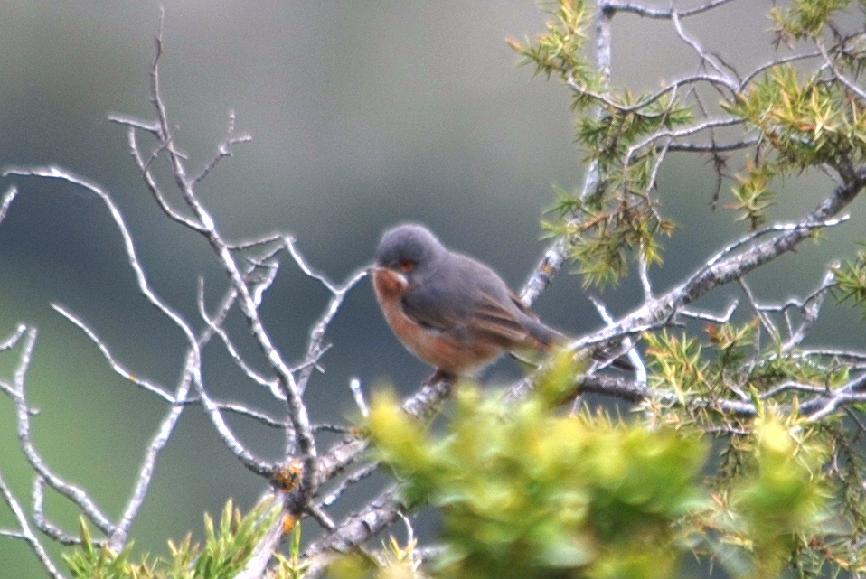 Click picture to see more Subalpine Warblers.