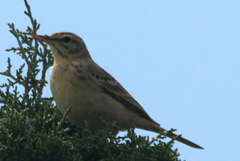 Click picture to see more Tawny Pipits.