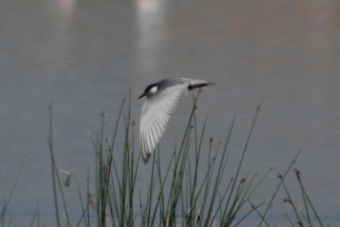 Click picture to see more Whiskered Terns.
