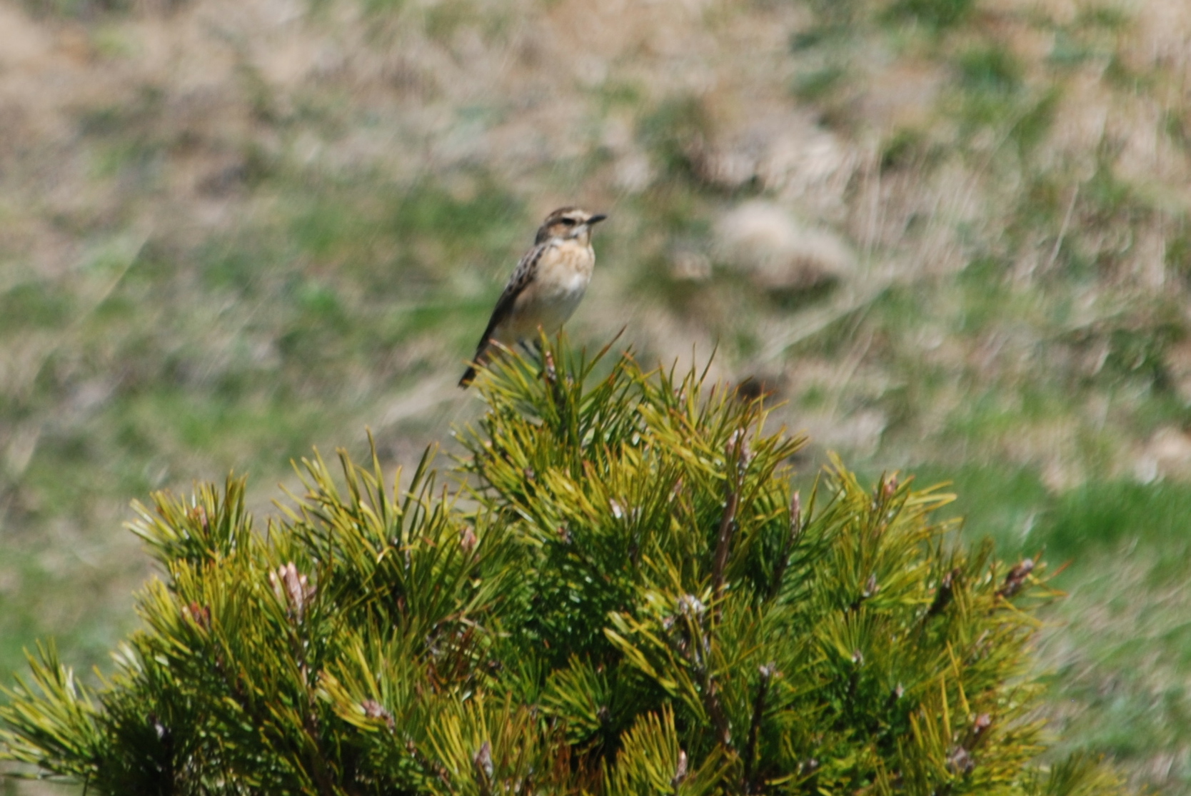 Click picture to see more Whinchats.