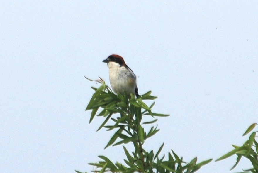 Click picture to see more Woodchat Shrikes.
