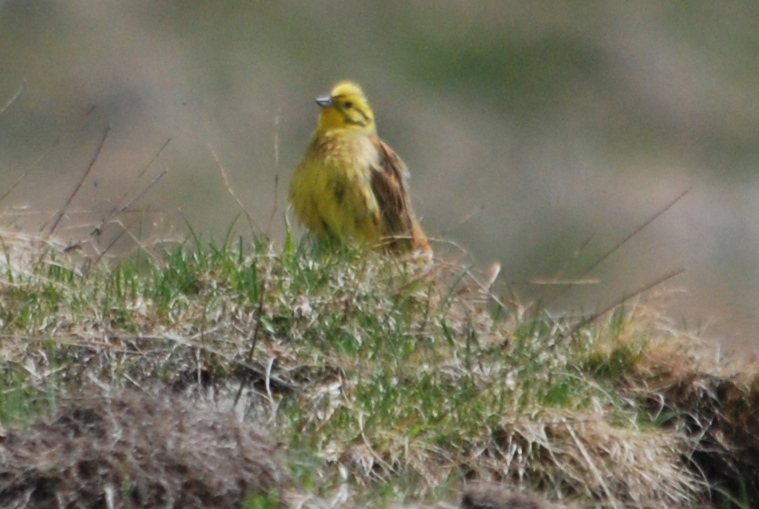 Click picture to see more Yellowhammers.