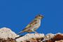 House Sparrow - Belchite