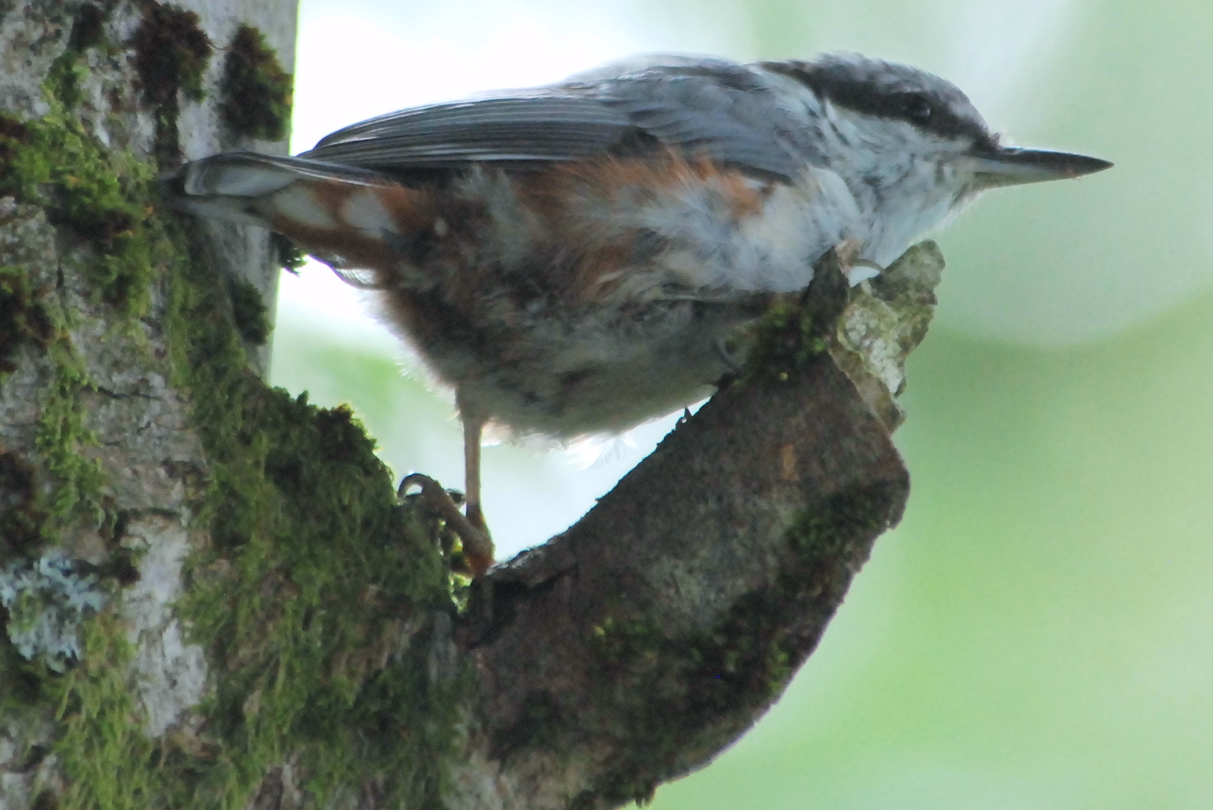 Click picture to see more Eurasian Nuthatches.