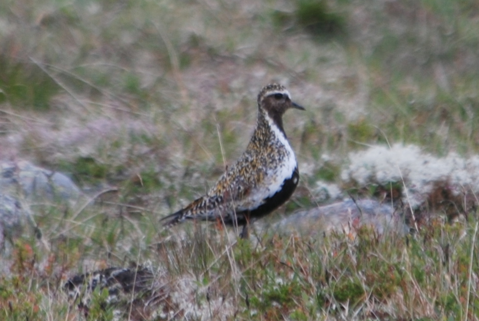 Click picture to see more European Golden Plovers.