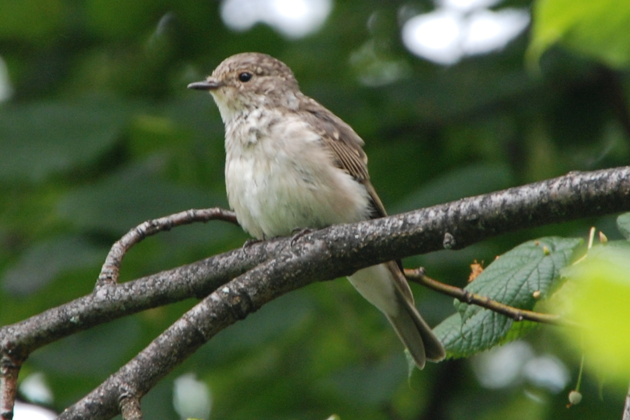 Click picture to see more Spotted Flycatchers.
