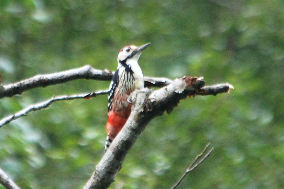 Click picture to see more White-backed Woodpeckers.