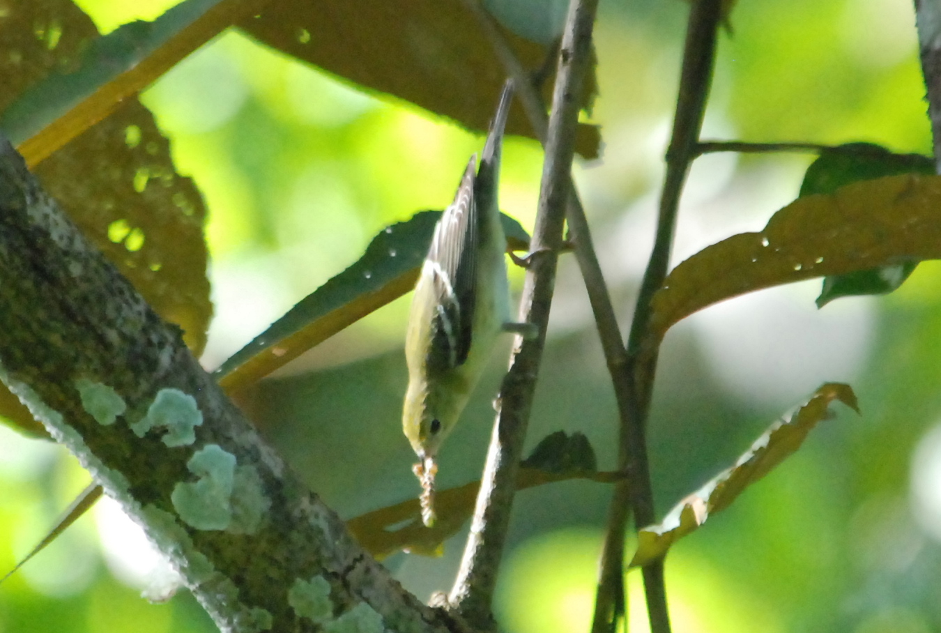 Click picture to see more Bay-breasted Warblers.