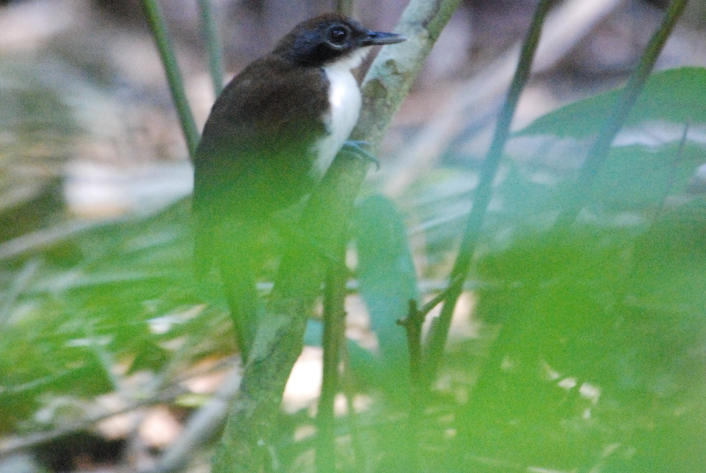 Click picture to see more Bicolored Antbirds.