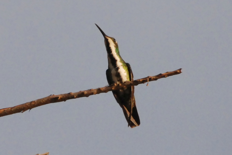 Click picture to see more Black-throated Mangos.