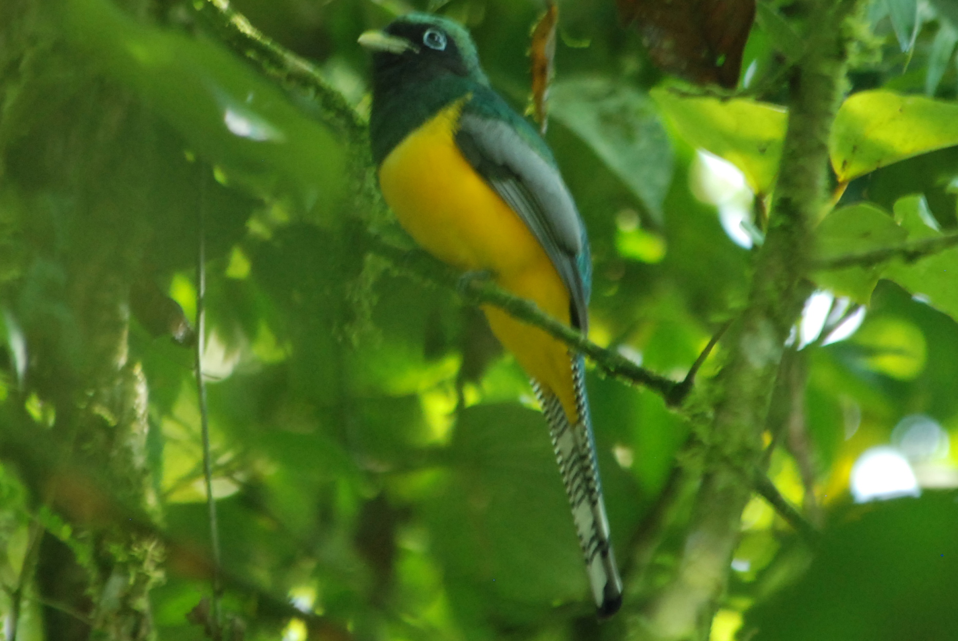 Click picture to see more Black-throated Trogons.