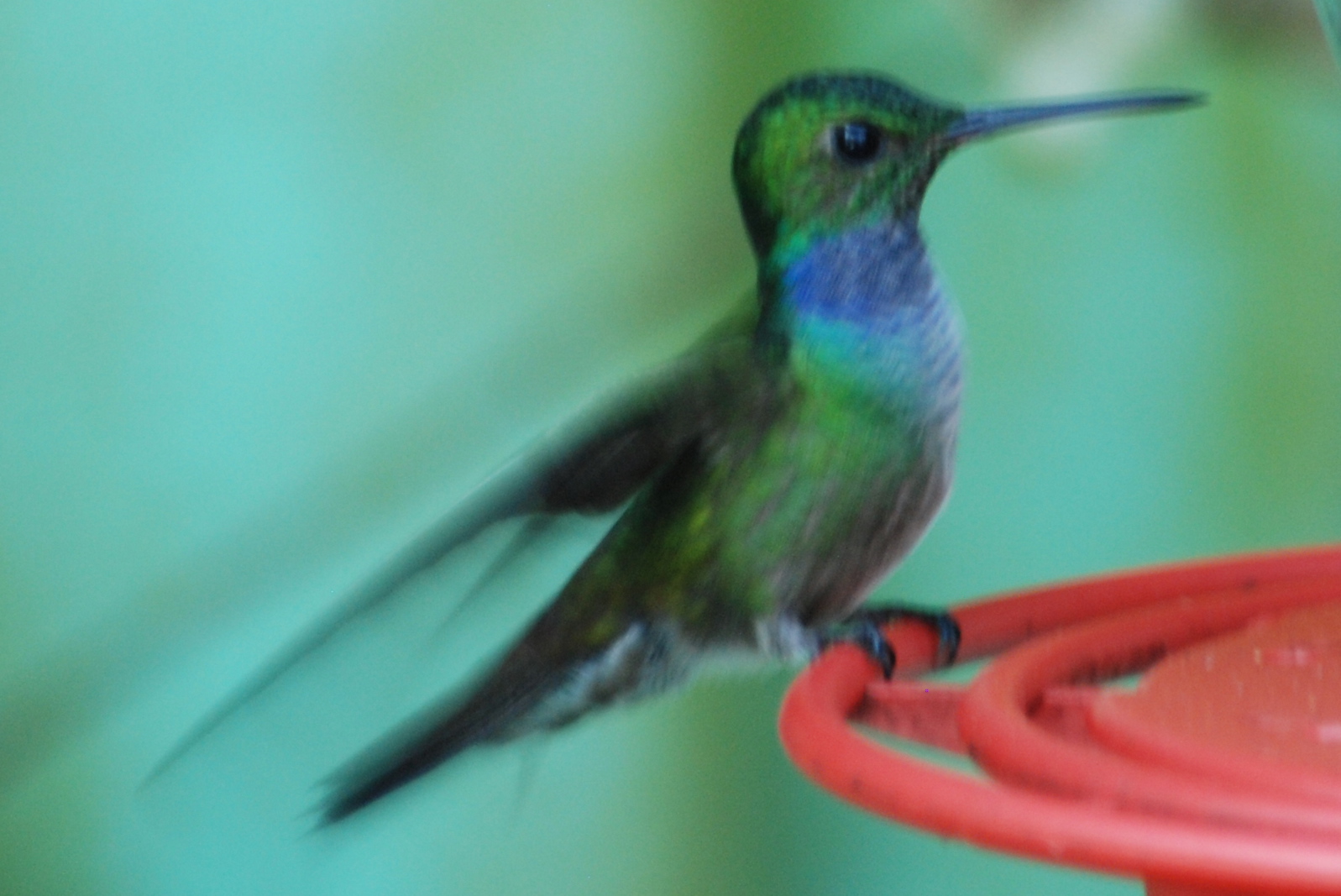 Click picture to see more Blue-chested Hummingbirds.