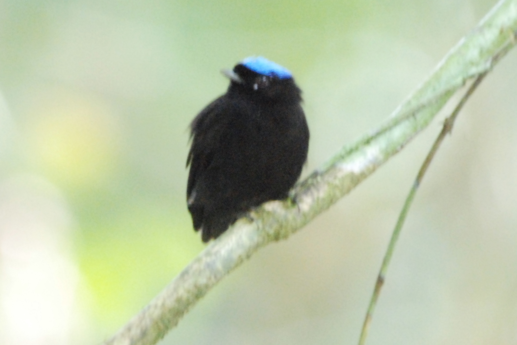 Click picture to see more Blue-crowned Manakins.