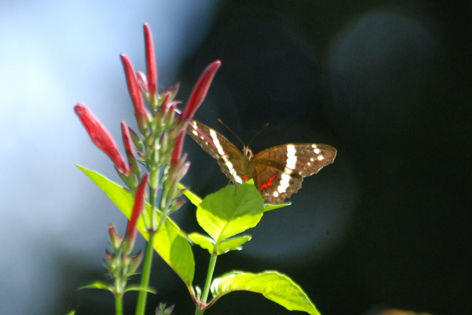 Click picture to see more Panamanian Butterflies.