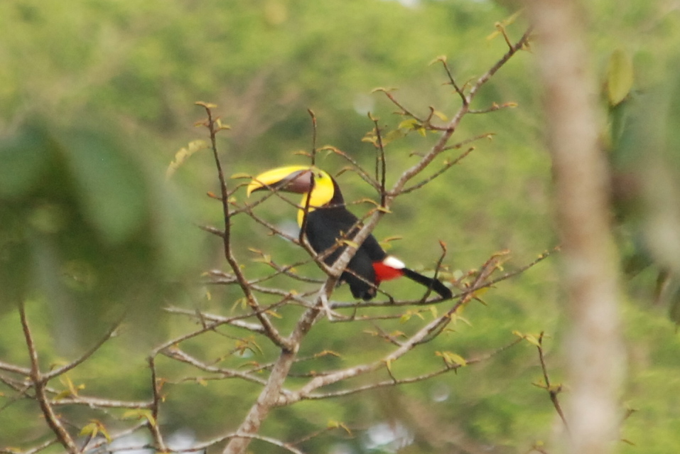 Click picture to see more Chestnut-mandibled Toucans.