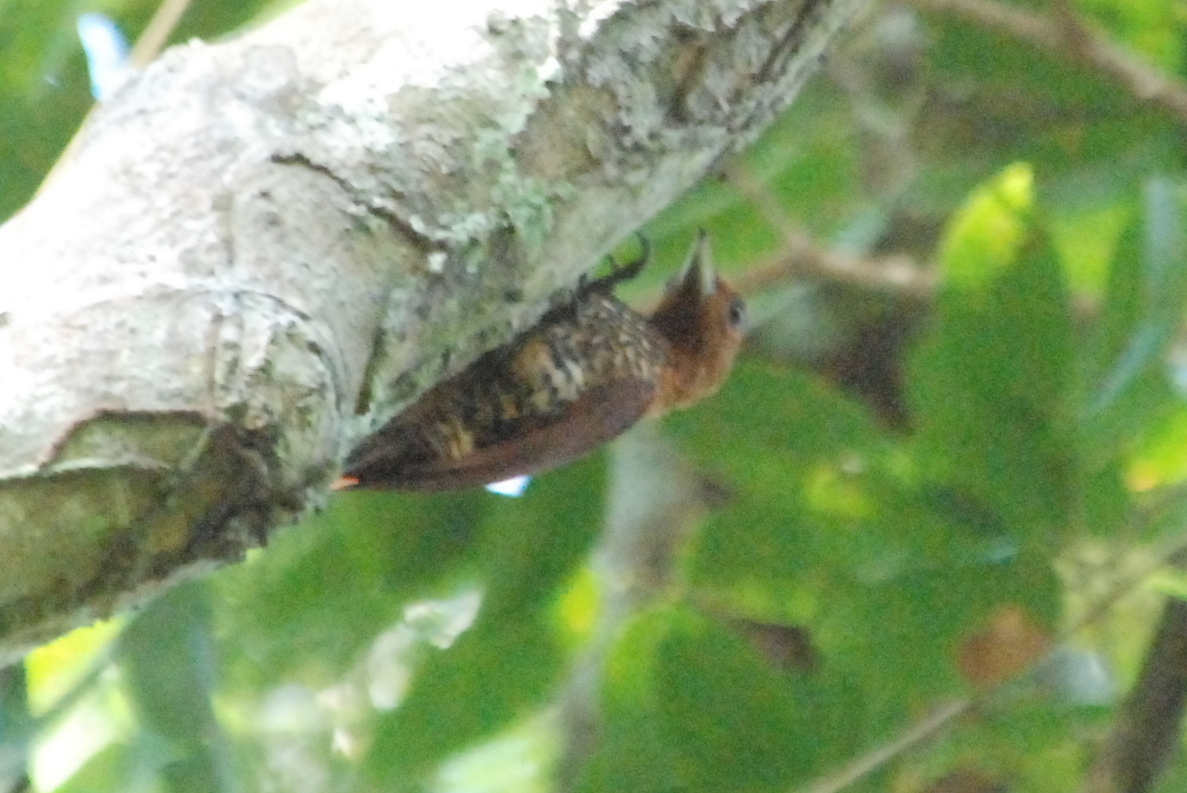 Click picture to see more Cinnamon Woodpeckers.