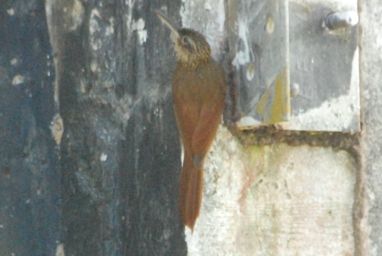 Click picture to see more Cocoa (Buff-throated) Woodcreepers.