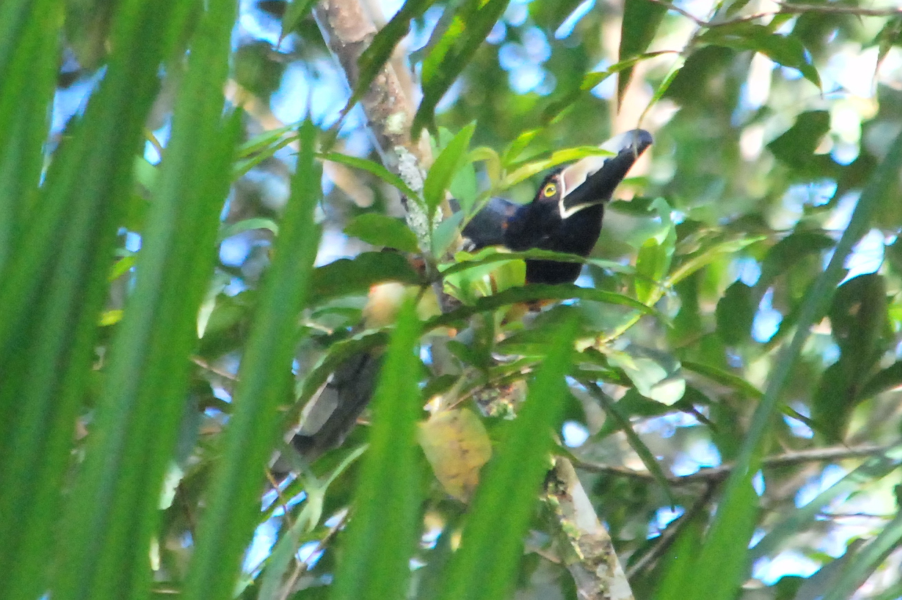 Click picture to see more Collared Aracaris.