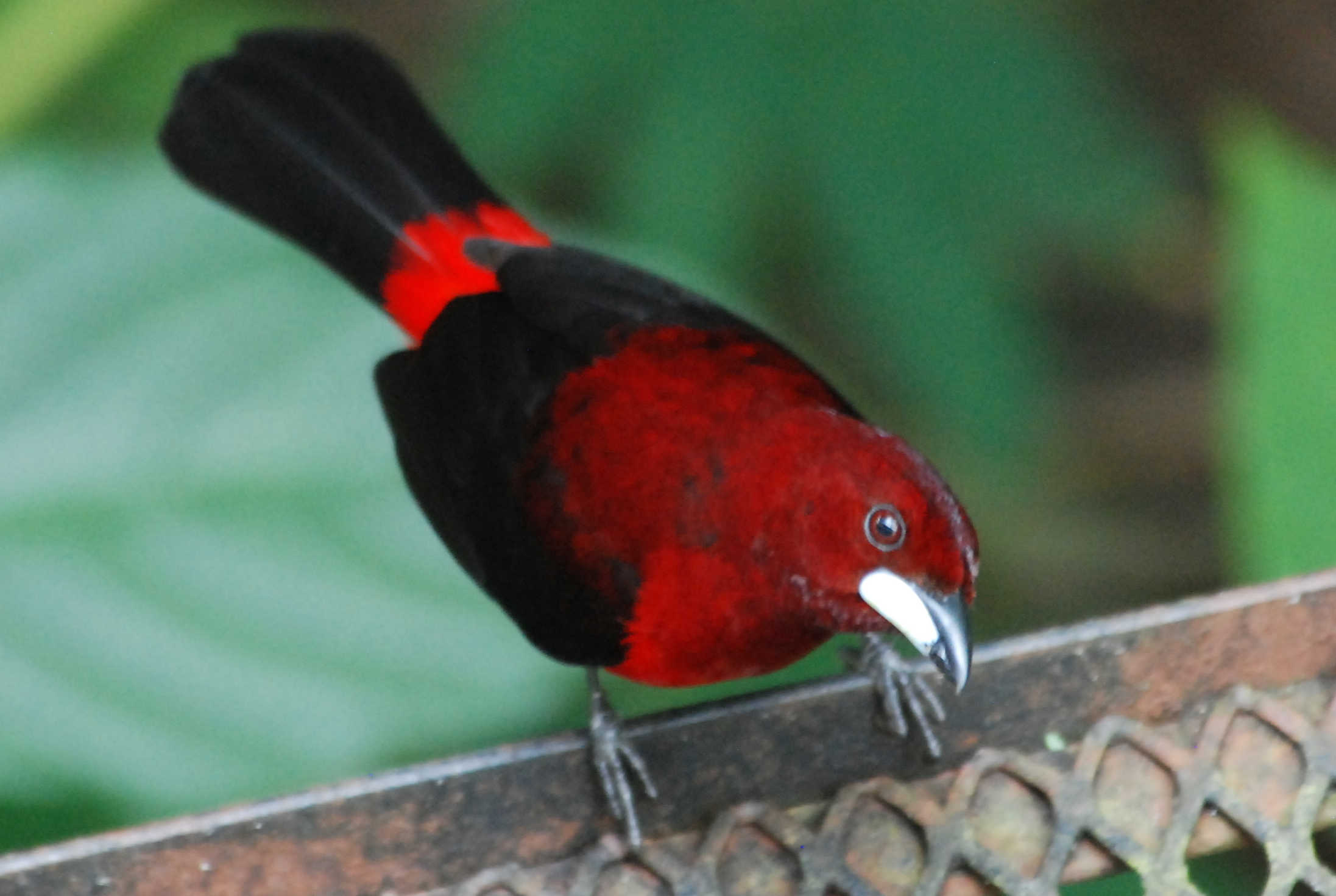 Click picture to see more Crimson-backed Tanagers.
