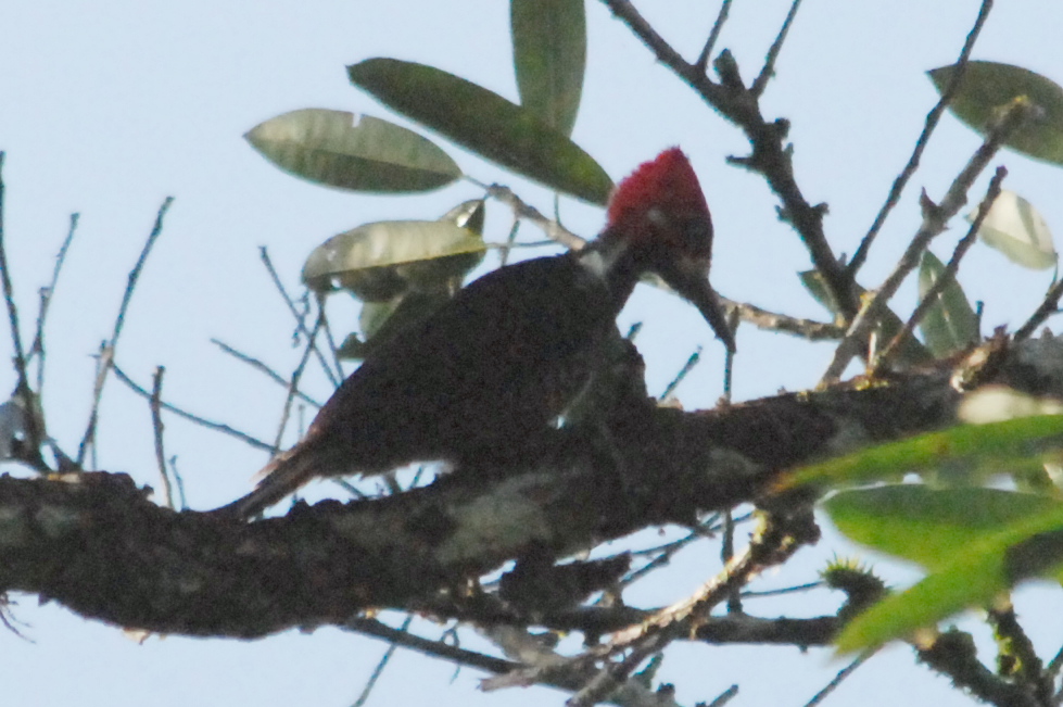 Click picture to see more Crimson-crested Woodpeckers.