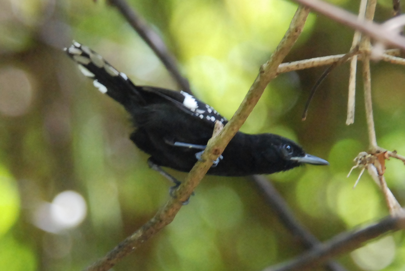 Click picture to see more Dot-winged Antwrens.