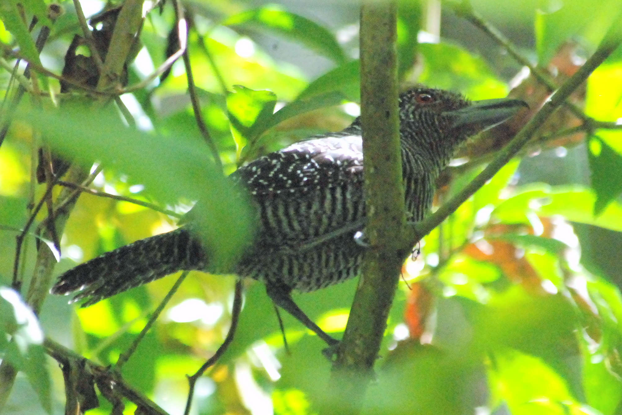 Click picture to see more Fasciated Antshrikes.