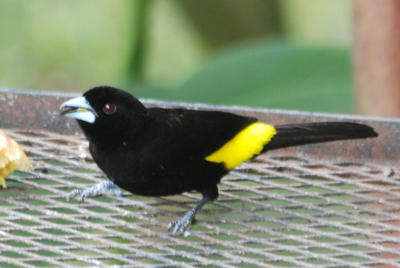 Click picture to see more Flame-rumped Tanagers.