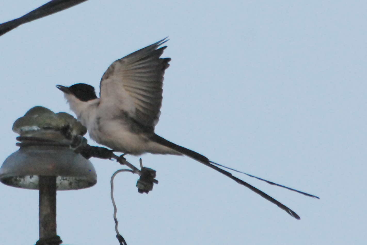 Click picture to see more Fork-tailed Flycatchers.
