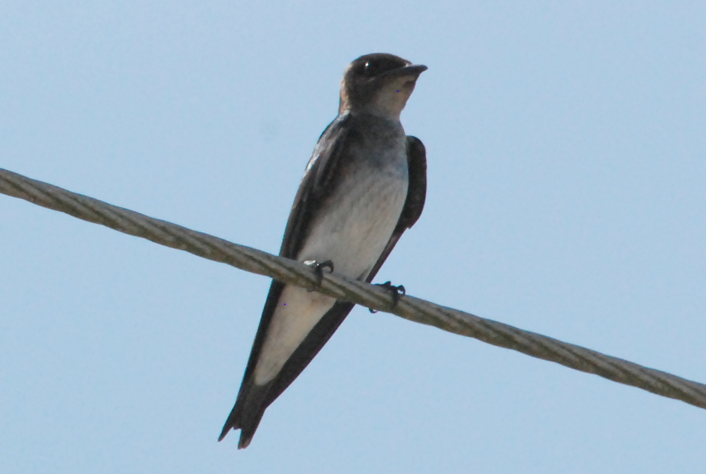Click picture to see more Gray-breasted Martins.