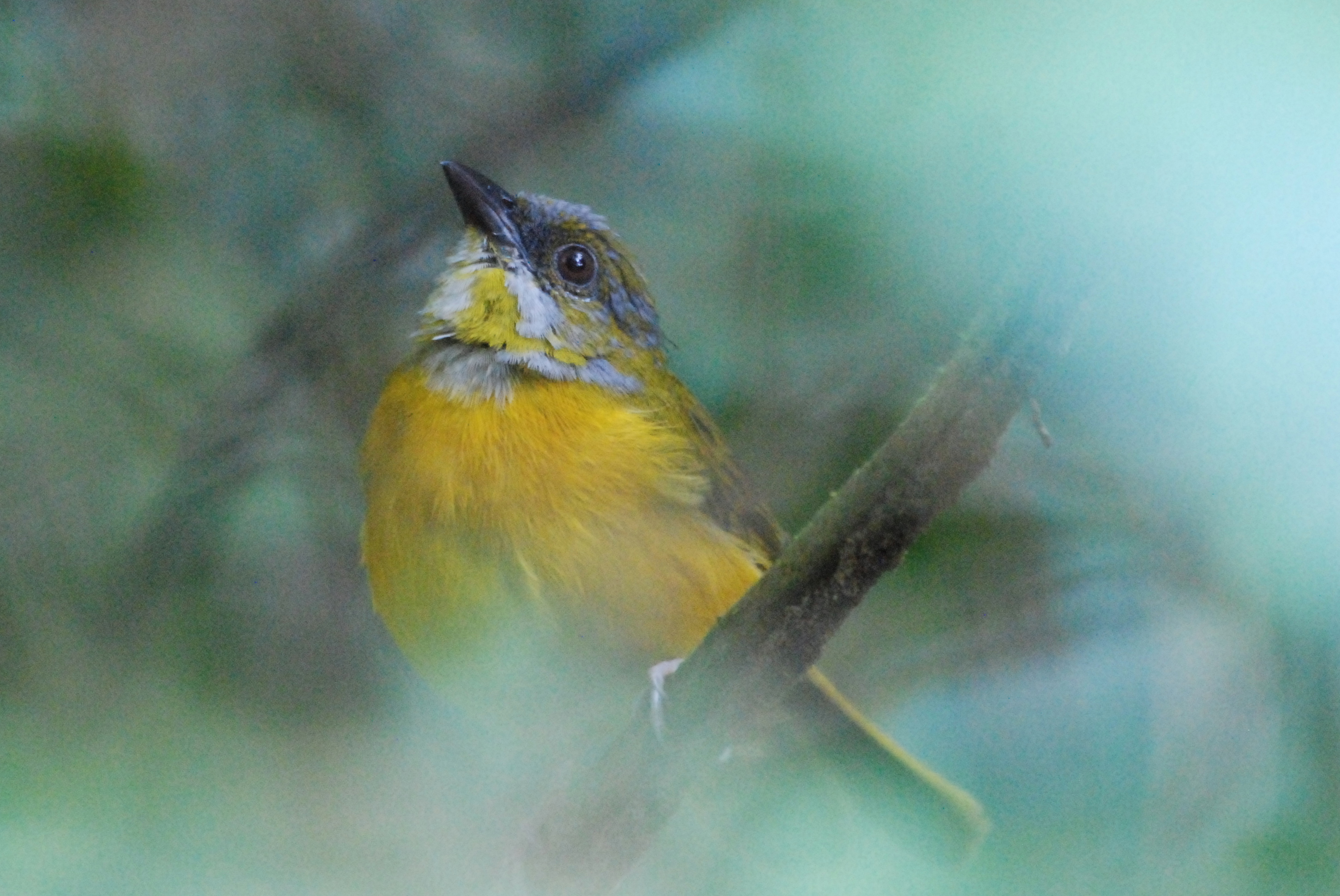 Click picture to see more Gray-headed Tanagers.