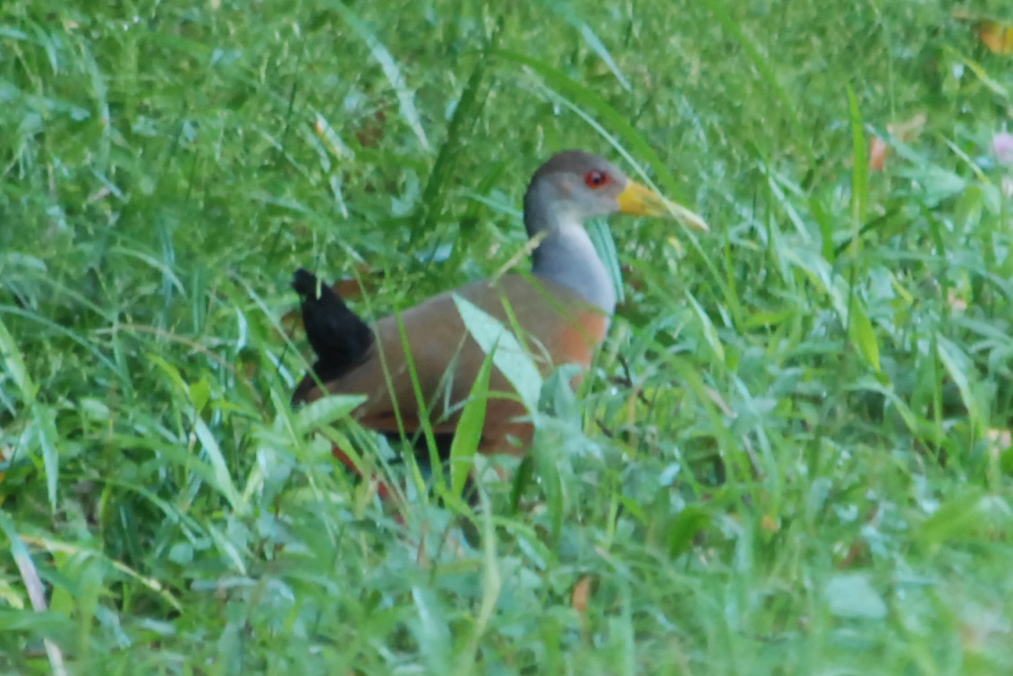 Click picture to see more Gray-necked Wood-Rails.