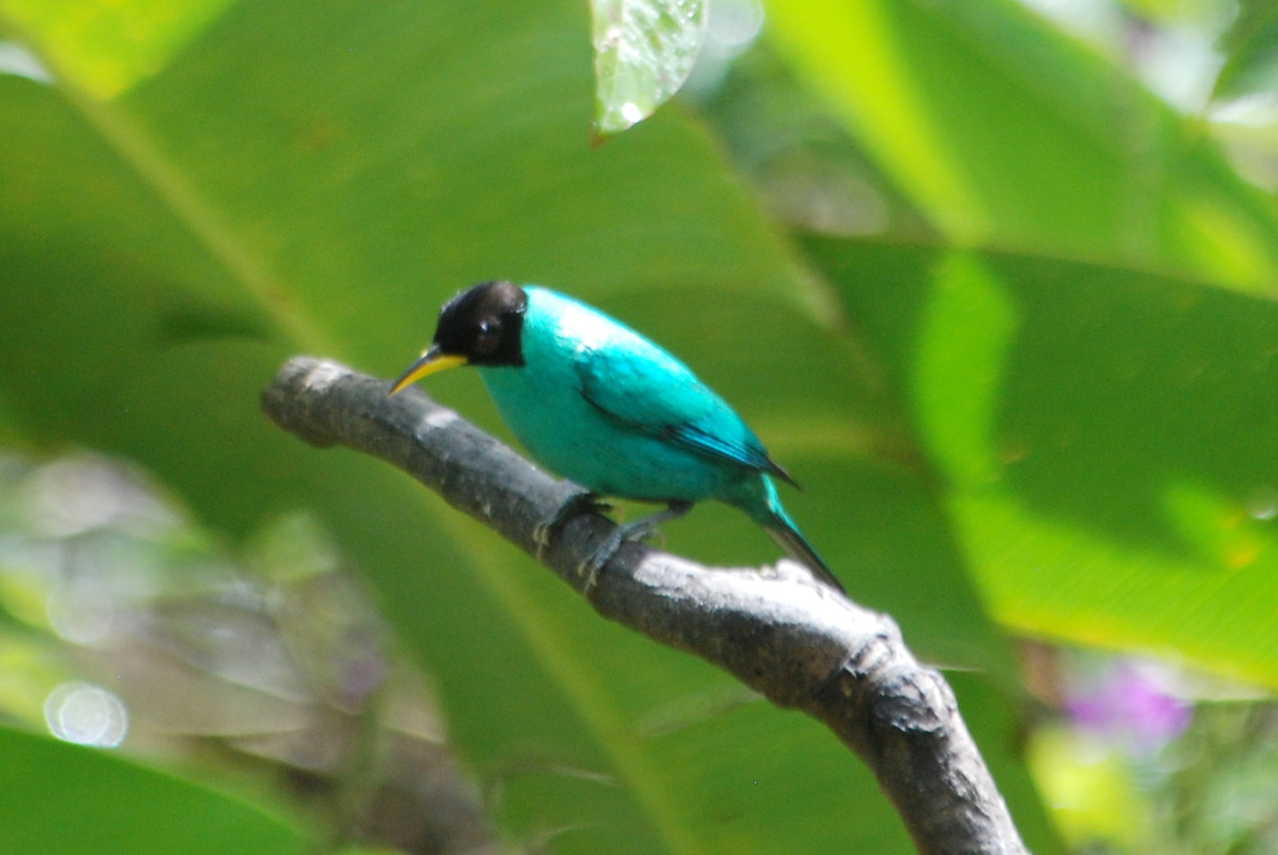 Click picture to see more Green Honeycreepers.