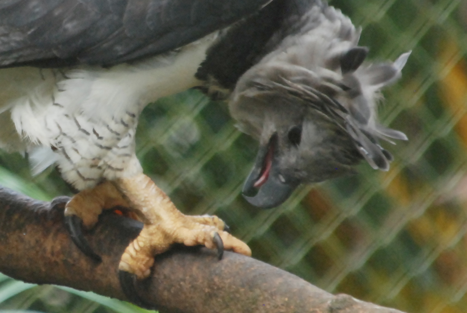 Click picture to see more Harpy Eagles.