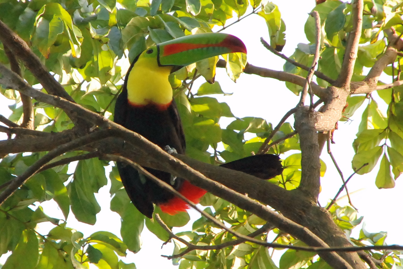 Click picture to see more Keel-billed Toucans.
