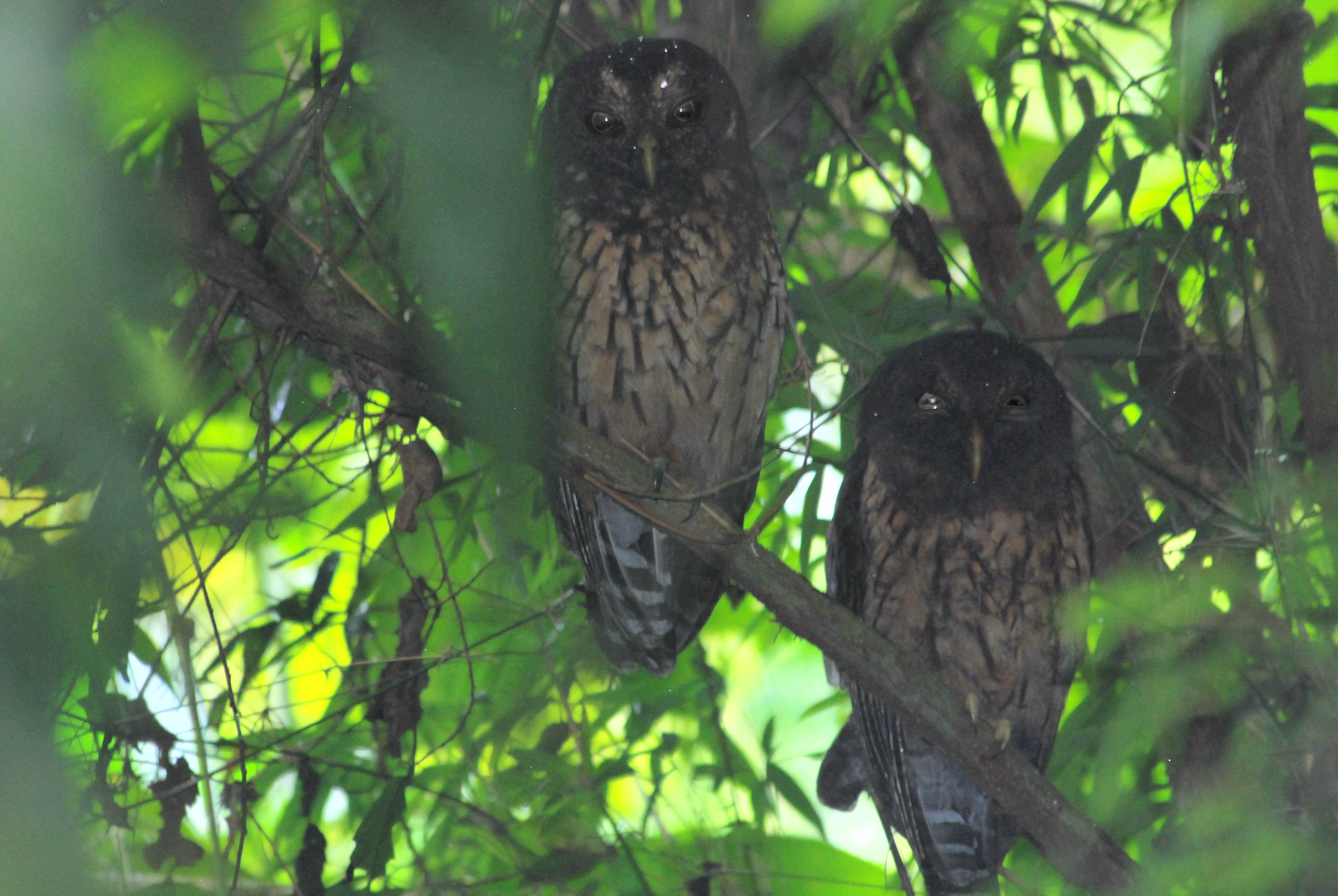 Click picture to see more Mottled Owlss.